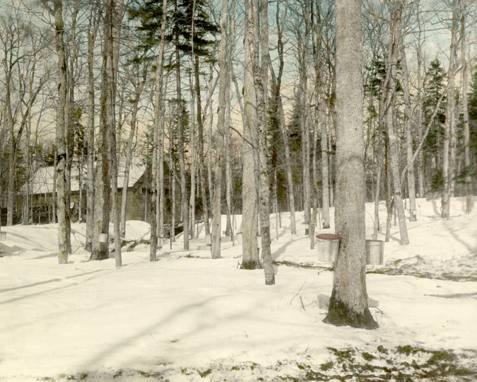 Maple trees with buckets attached to collect sap for making maple syrup.