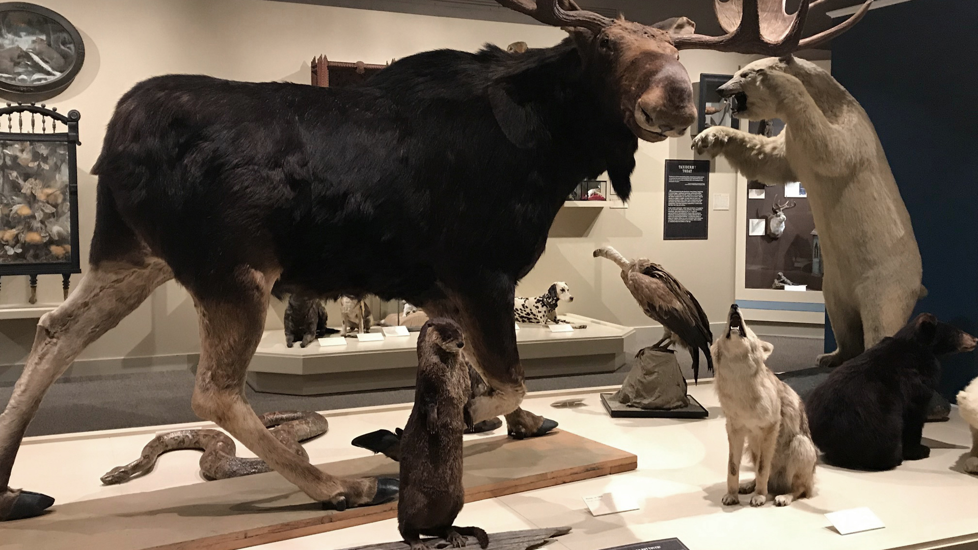 Un assortiment d'animaux taxidermiques exposés pour l'exposition Créatures curieuses.