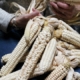 Dried Iroquois white corn being braided together by the husks.